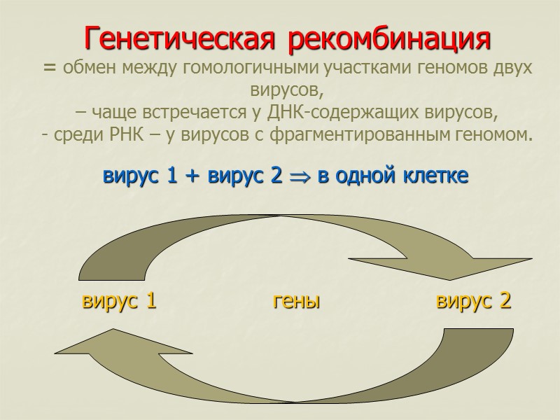 Генетическая рекомбинация  = обмен между гомологичными участками геномов двух вирусов, – чаще встречается